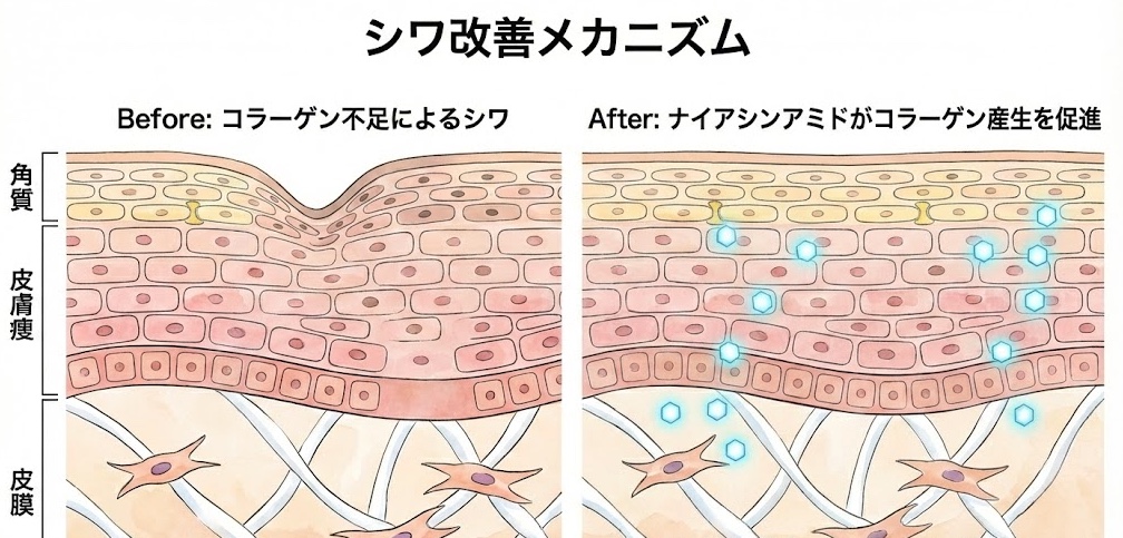 首の皮膚の構造とシワのメカニズム