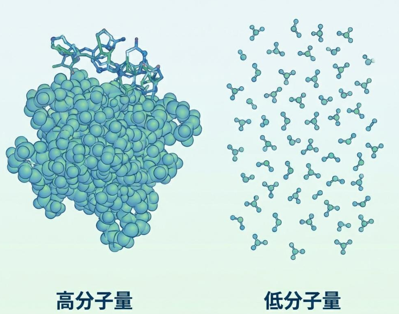 分子量と透過性の仕組み図解