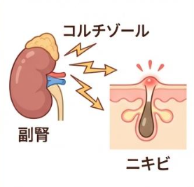 副腎からコルチゾールが分泌されるメカニズム